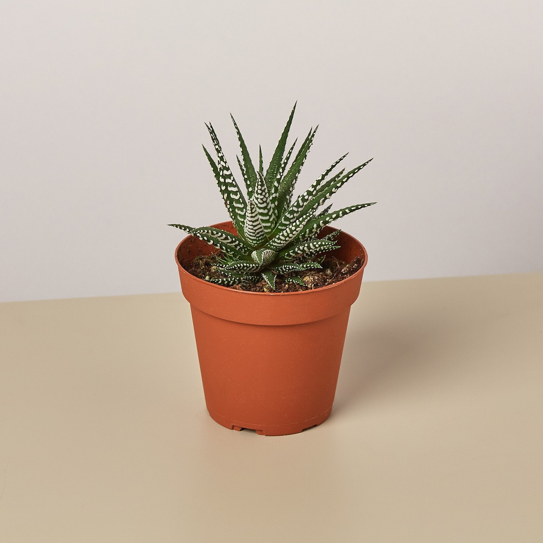 Zebra Succulent | Haworthiopsis fasciata