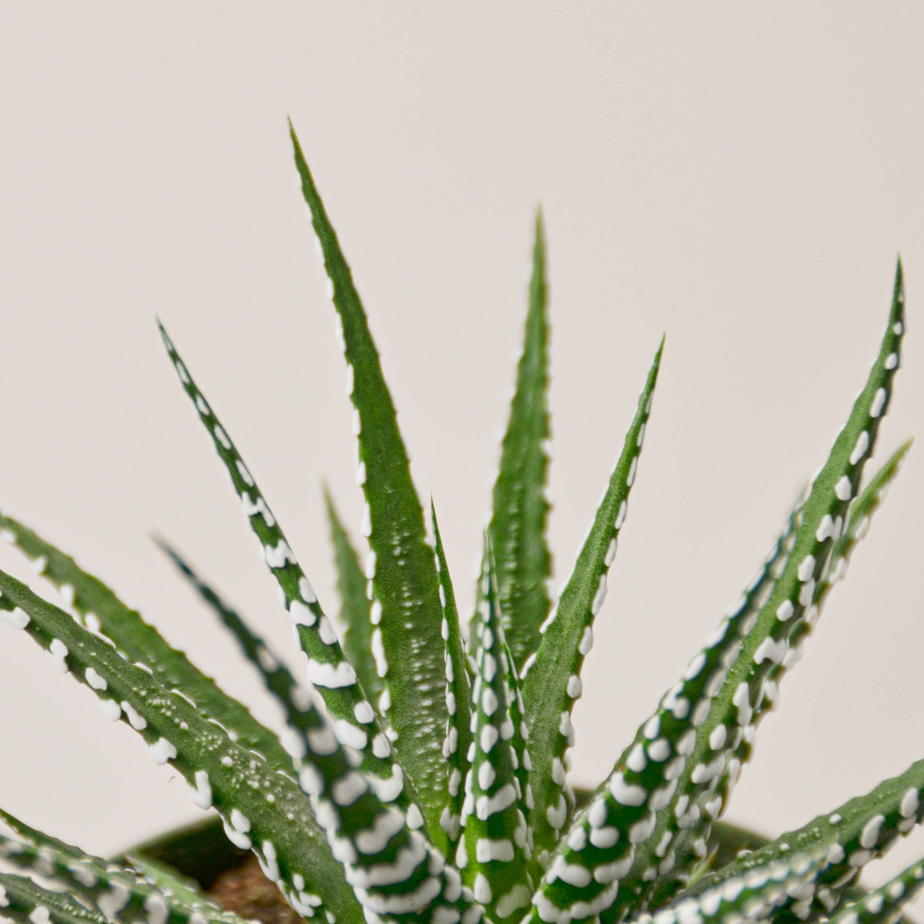 Zebra Succulent | Haworthiopsis fasciata