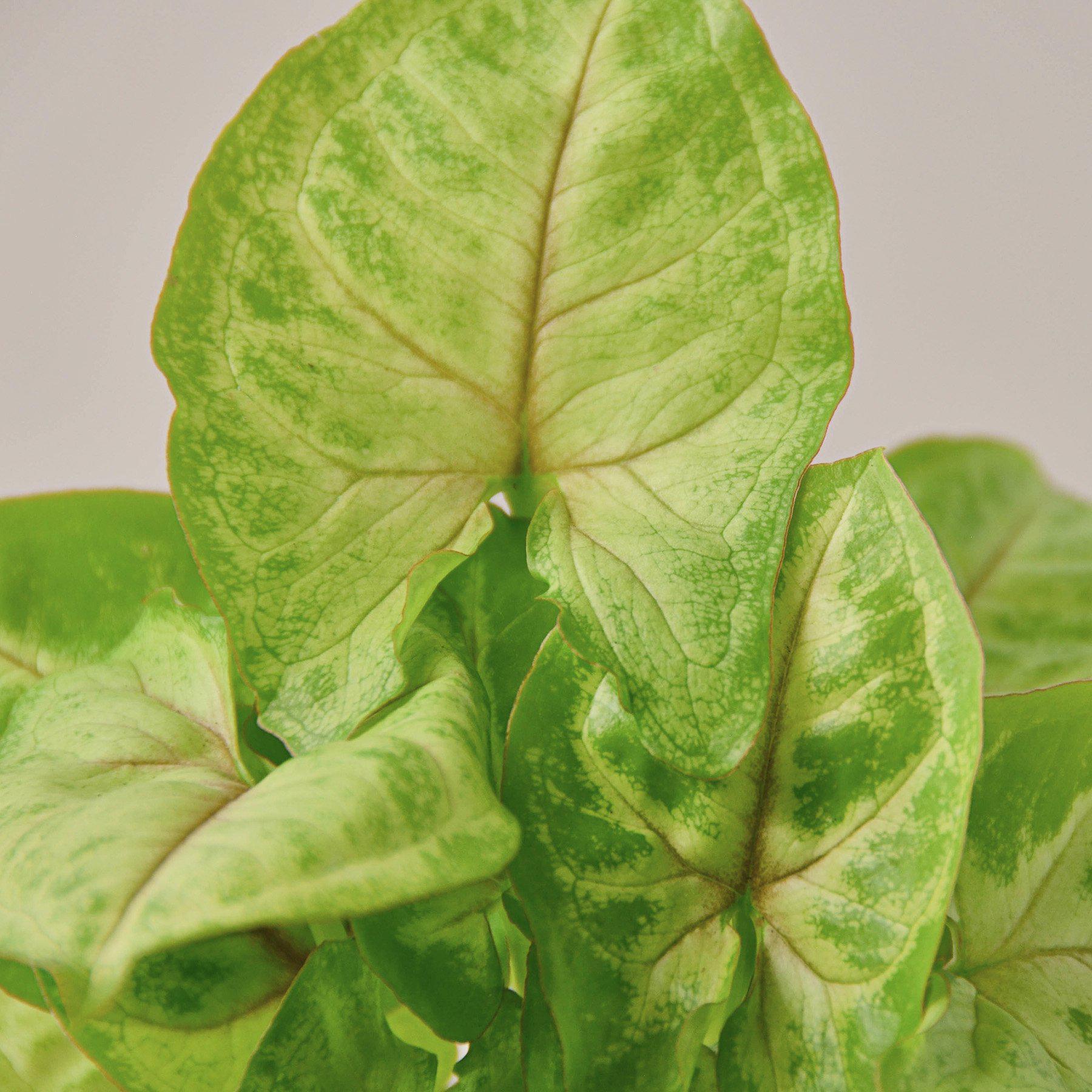 Syngonium 'Gold' | Syngonium podophyllum