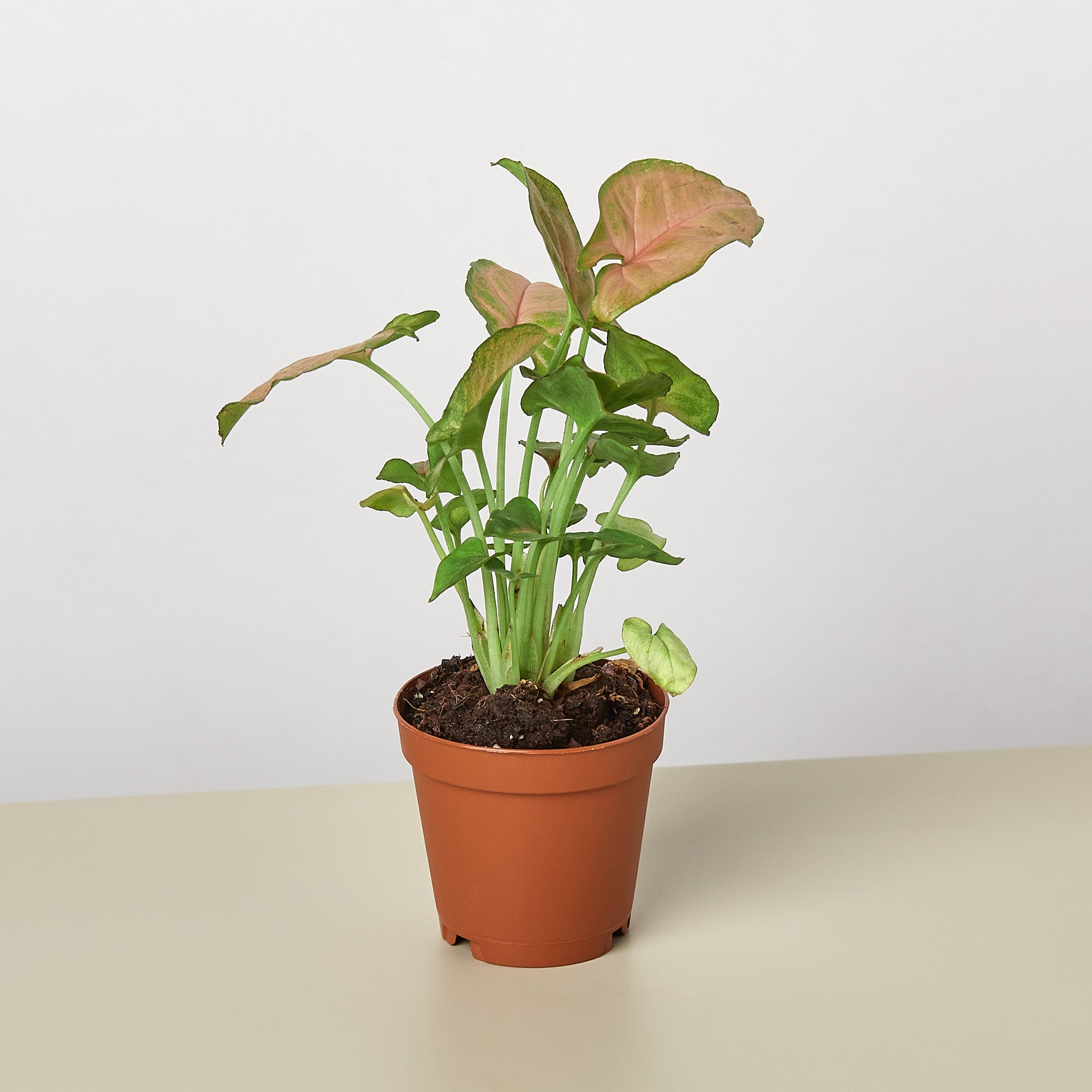 Syngonium 'Strawberry' | Syngonium podophyllum 'Strawberry'