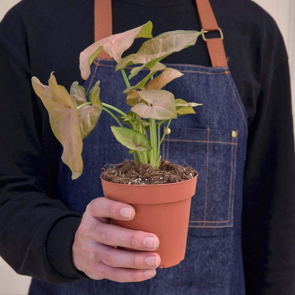 Syngonium 'Strawberry' | Syngonium podophyllum 'Strawberry'