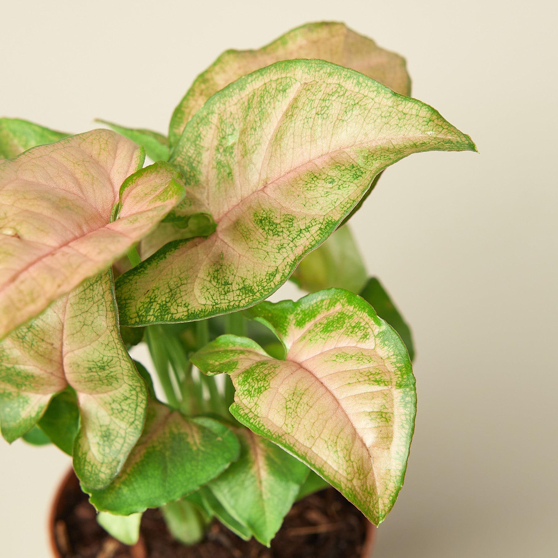 Syngonium 'Strawberry' | Syngonium podophyllum 'Strawberry'