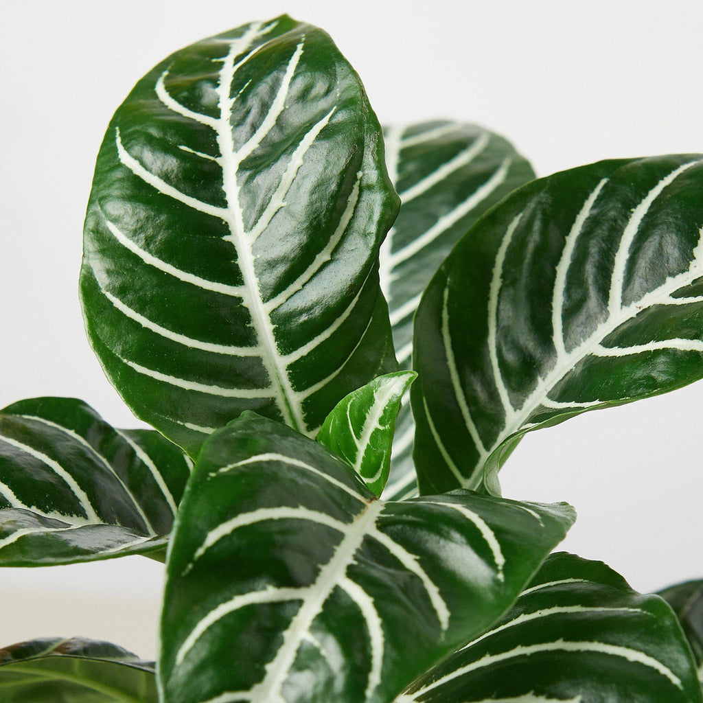 Zebra Plant | Aphelandra squarrosa