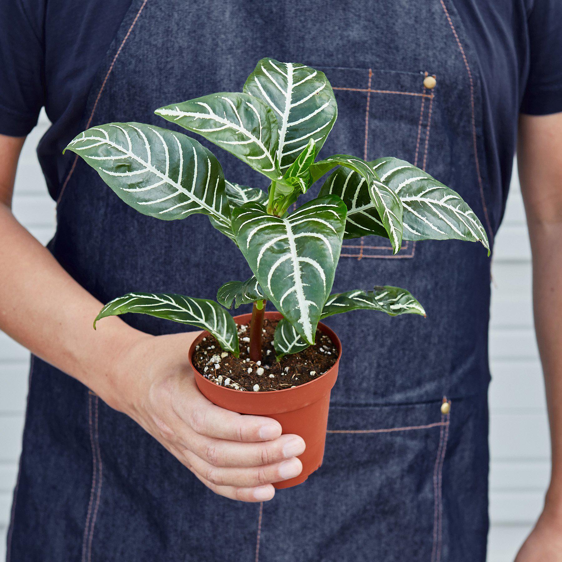 Zebra Plant | Aphelandra squarrosa