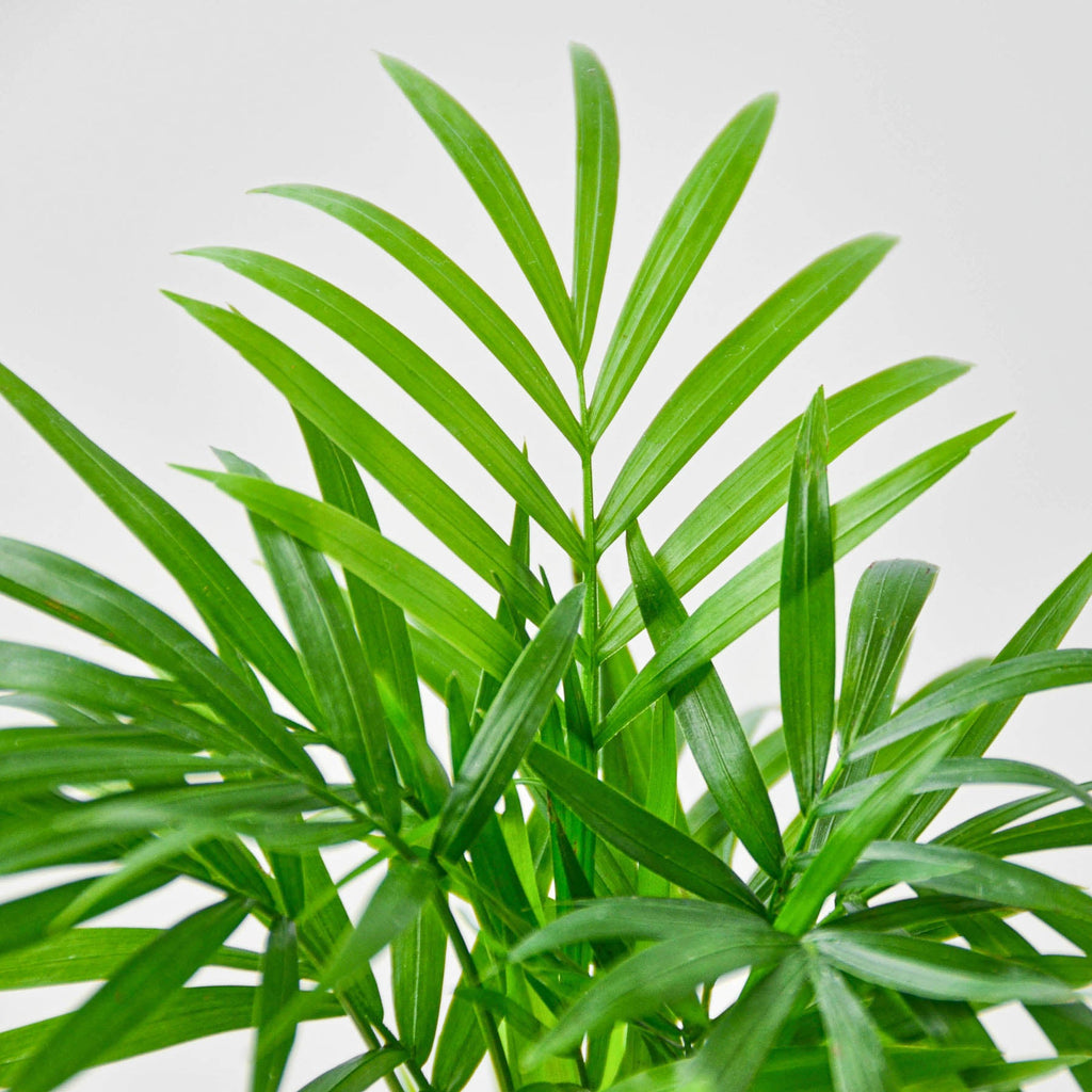 Parlor Palm | Chamaedorea elegans