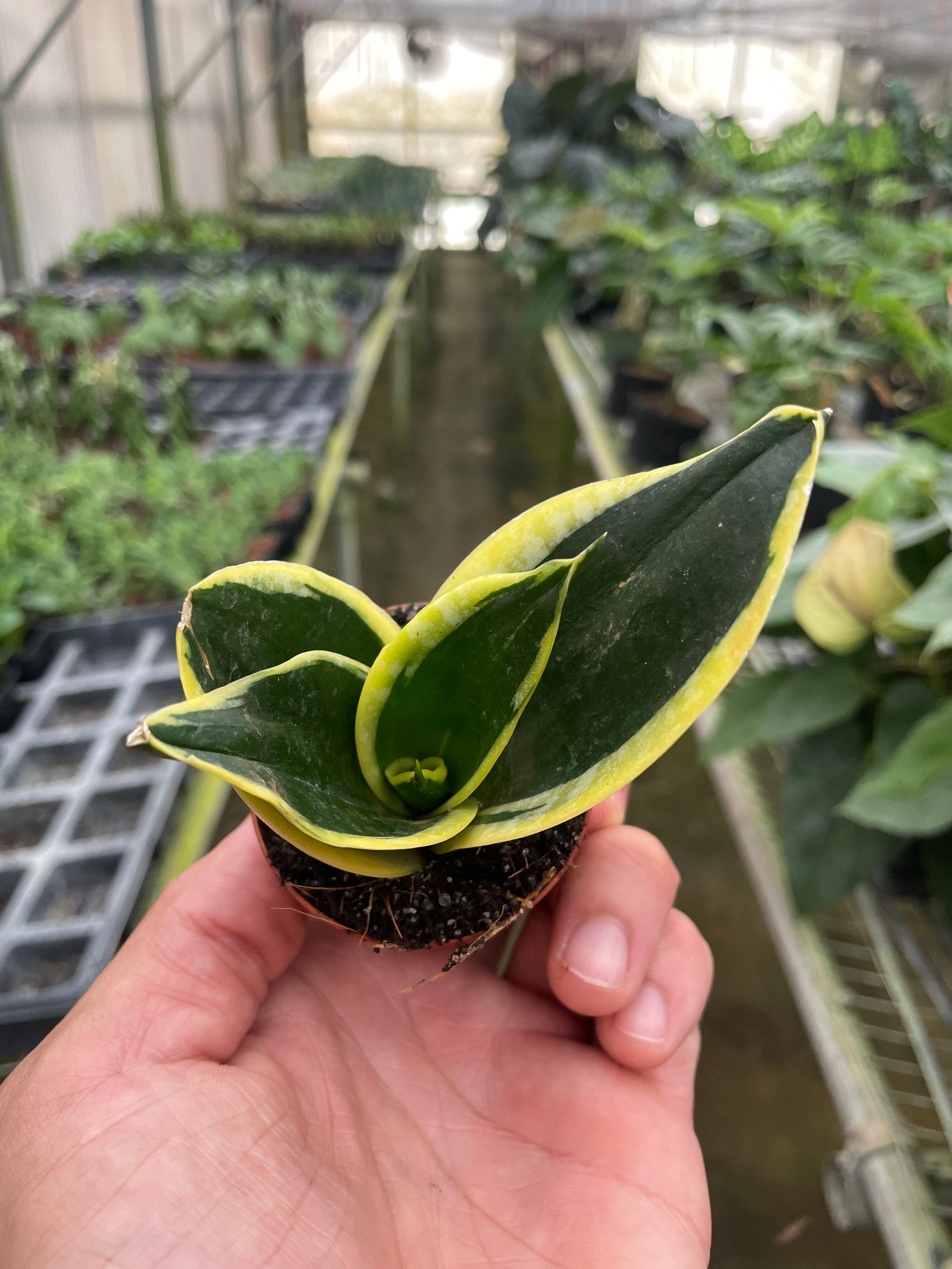 Snake Plant 'Black Gold' | Sansevieria trifasciata 'Black Gold'