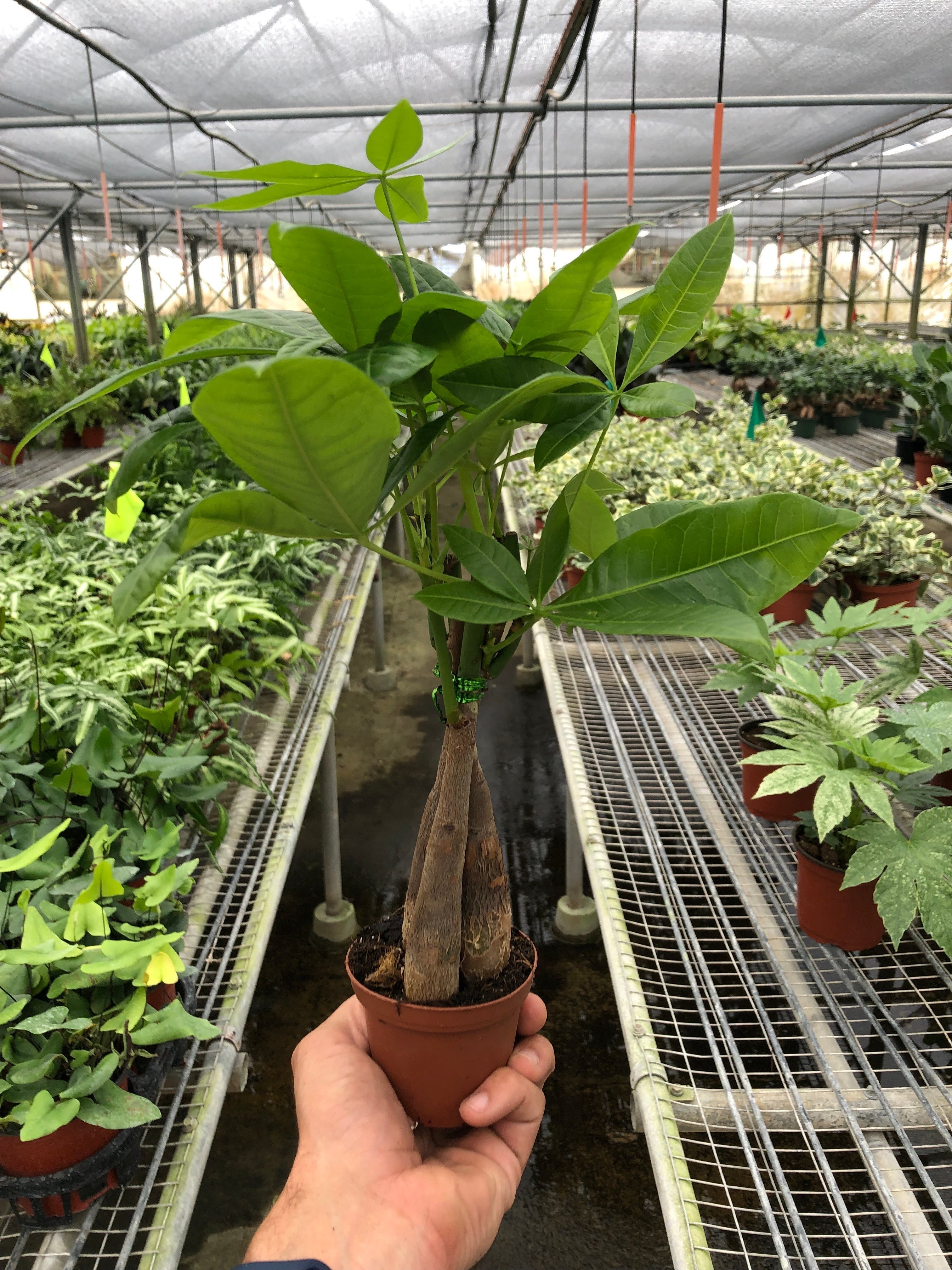Money Tree 'Guiana Chestnut' | Pachira aquatica