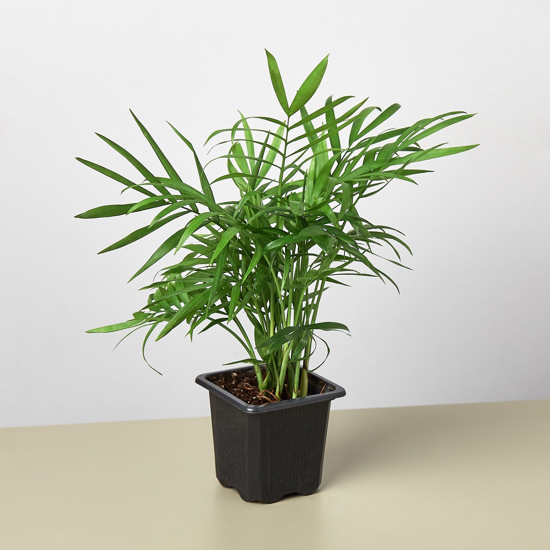 Parlor Palm | Chamaedorea elegans