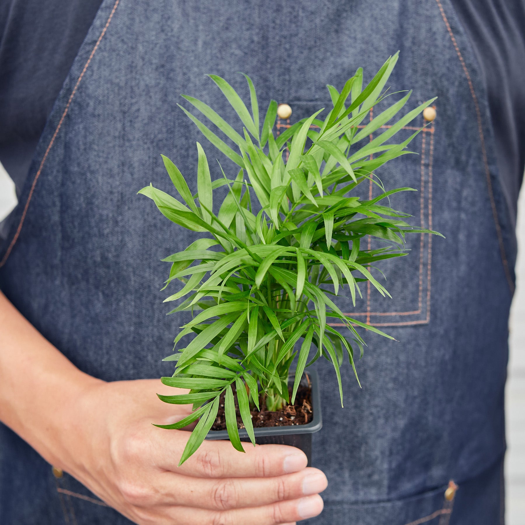 Parlor Palm | Chamaedorea elegans