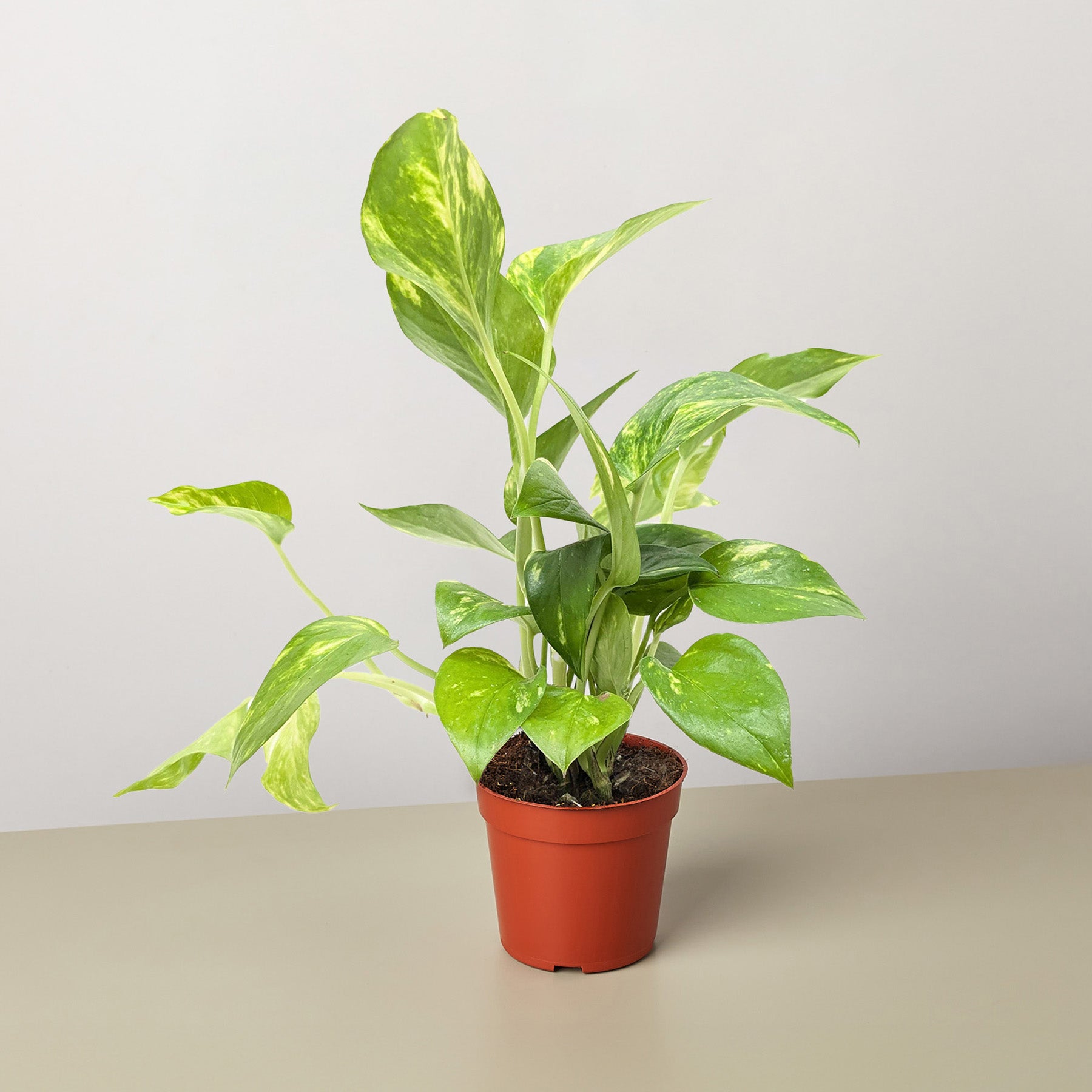 Pothos 'Golden' | Epipremnum aureum