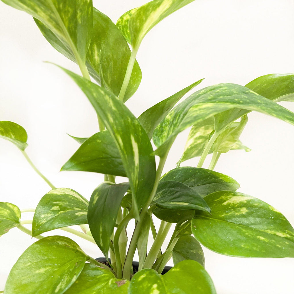 Pothos 'Golden' | Epipremnum aureum