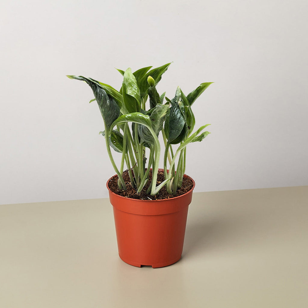 Pothos 'Shangri La' | Epipremnum aureum 'Shangri La'