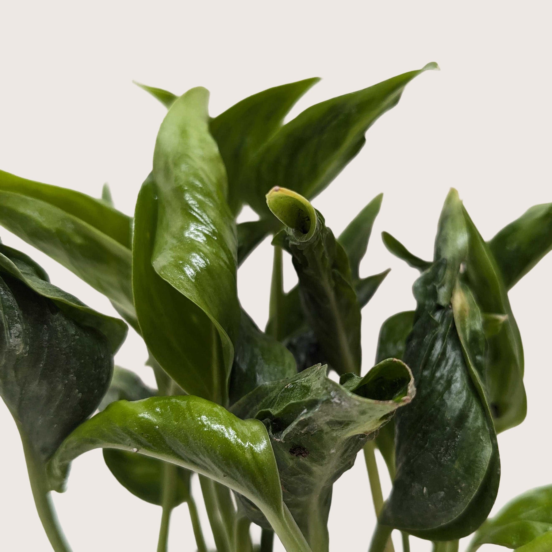 Pothos 'Shangri La' | Epipremnum aureum 'Shangri La'