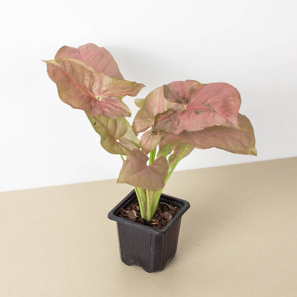 Syngonium 'Strawberry' | Syngonium podophyllum 'Strawberry'