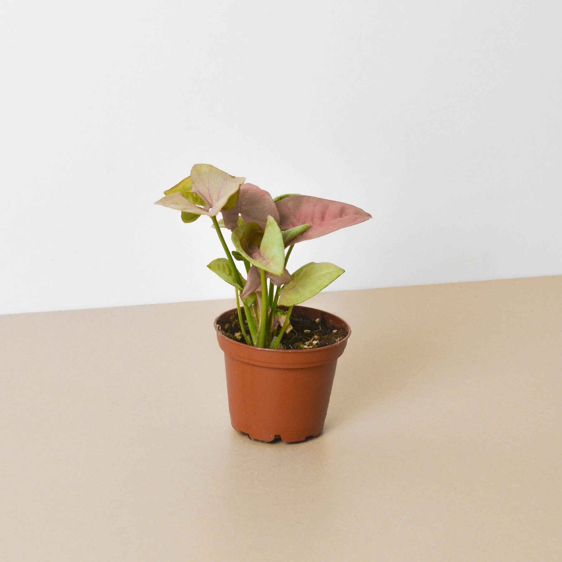 Syngonium 'Strawberry' | Syngonium podophyllum 'Strawberry'