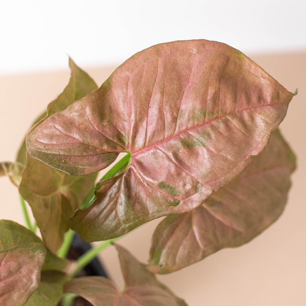 Syngonium 'Strawberry' | Syngonium podophyllum 'Strawberry'