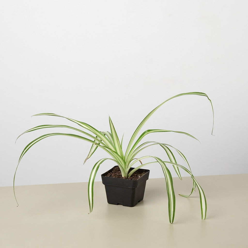 Spider Plant 'Reverse' | Chlorophytum comosum 'Variegatum'