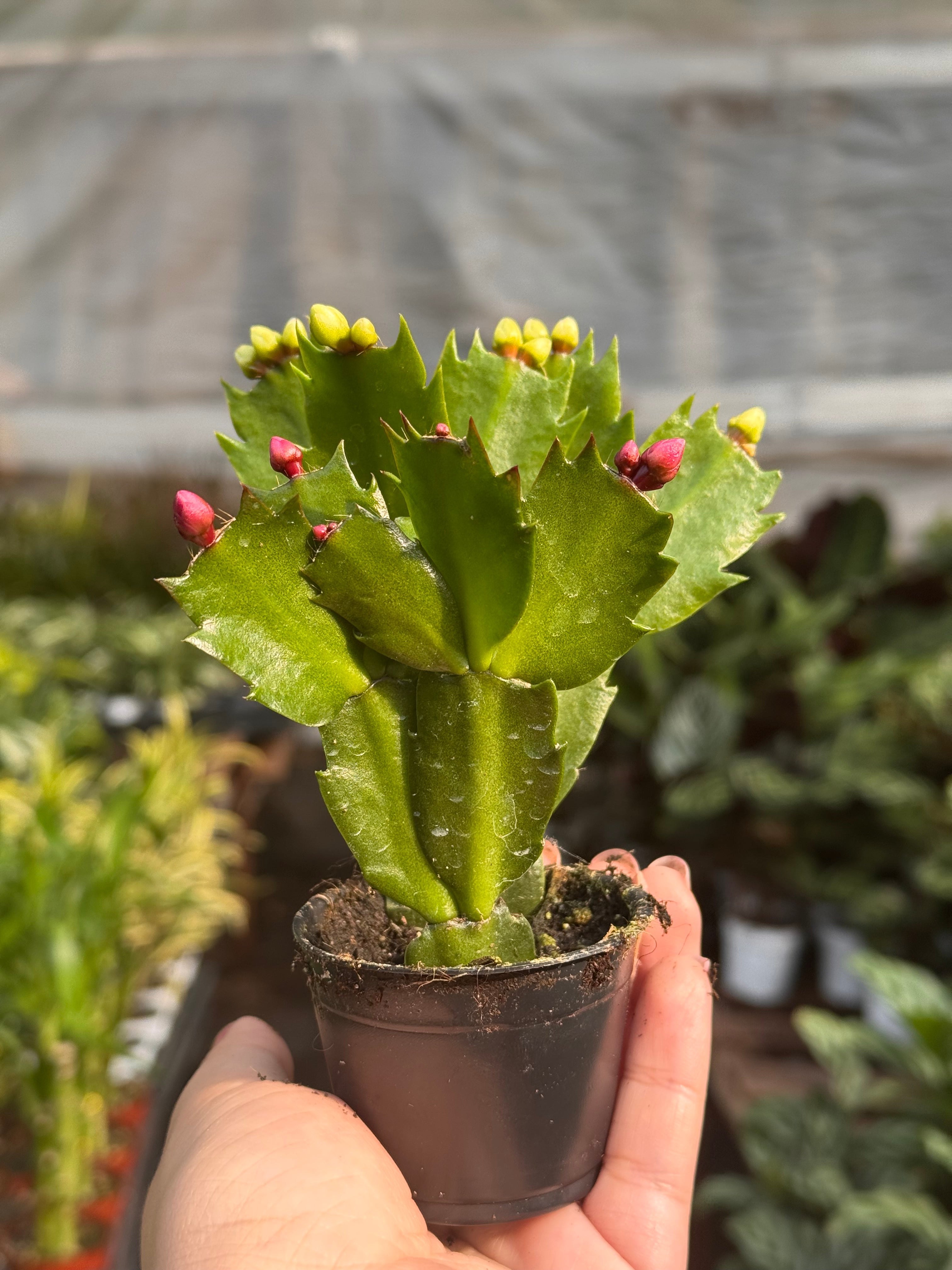 Christmas Cactus | Schlumbergera truncata