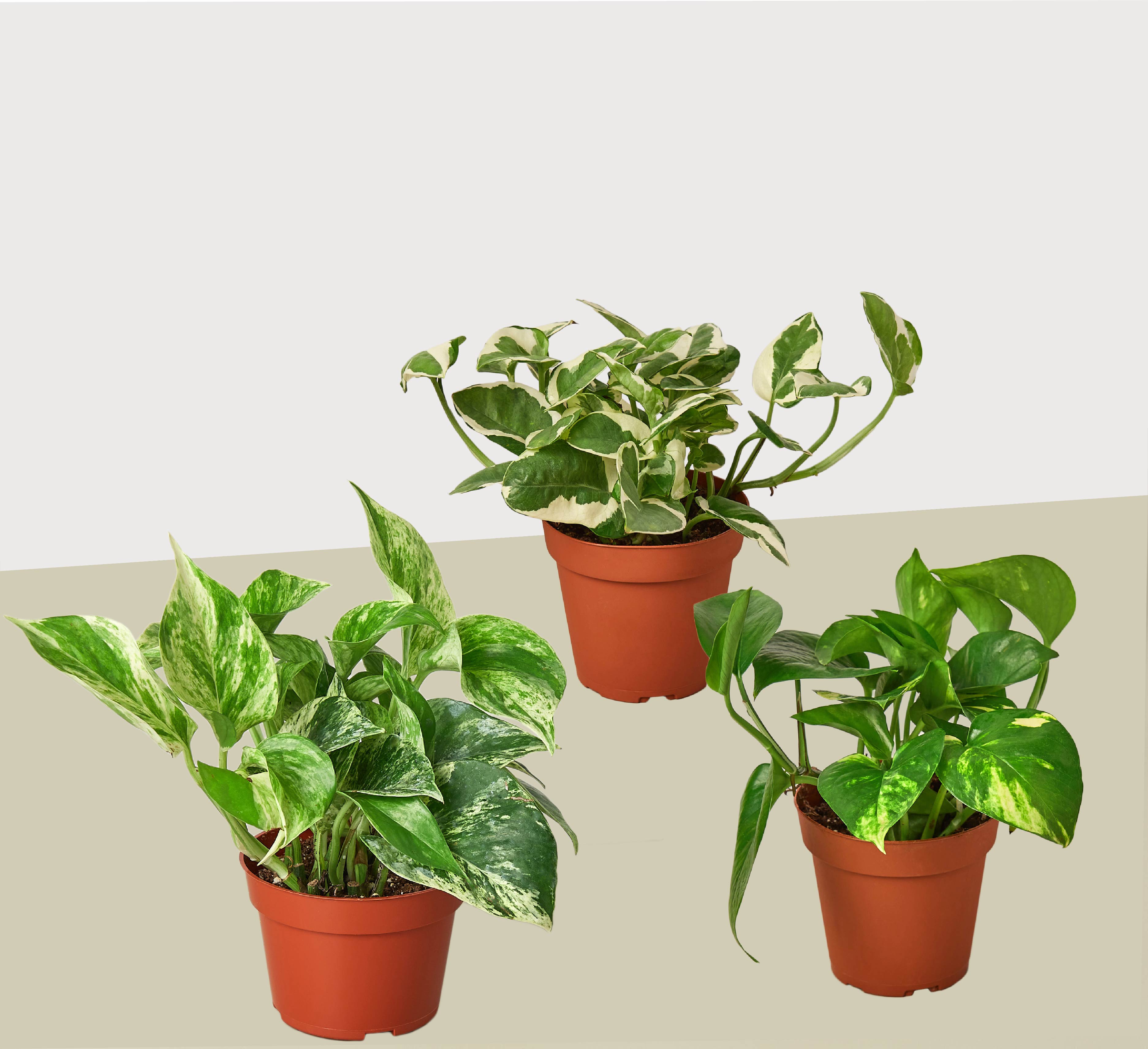 3 Pothos Variety Pack | Epipremnum aureum