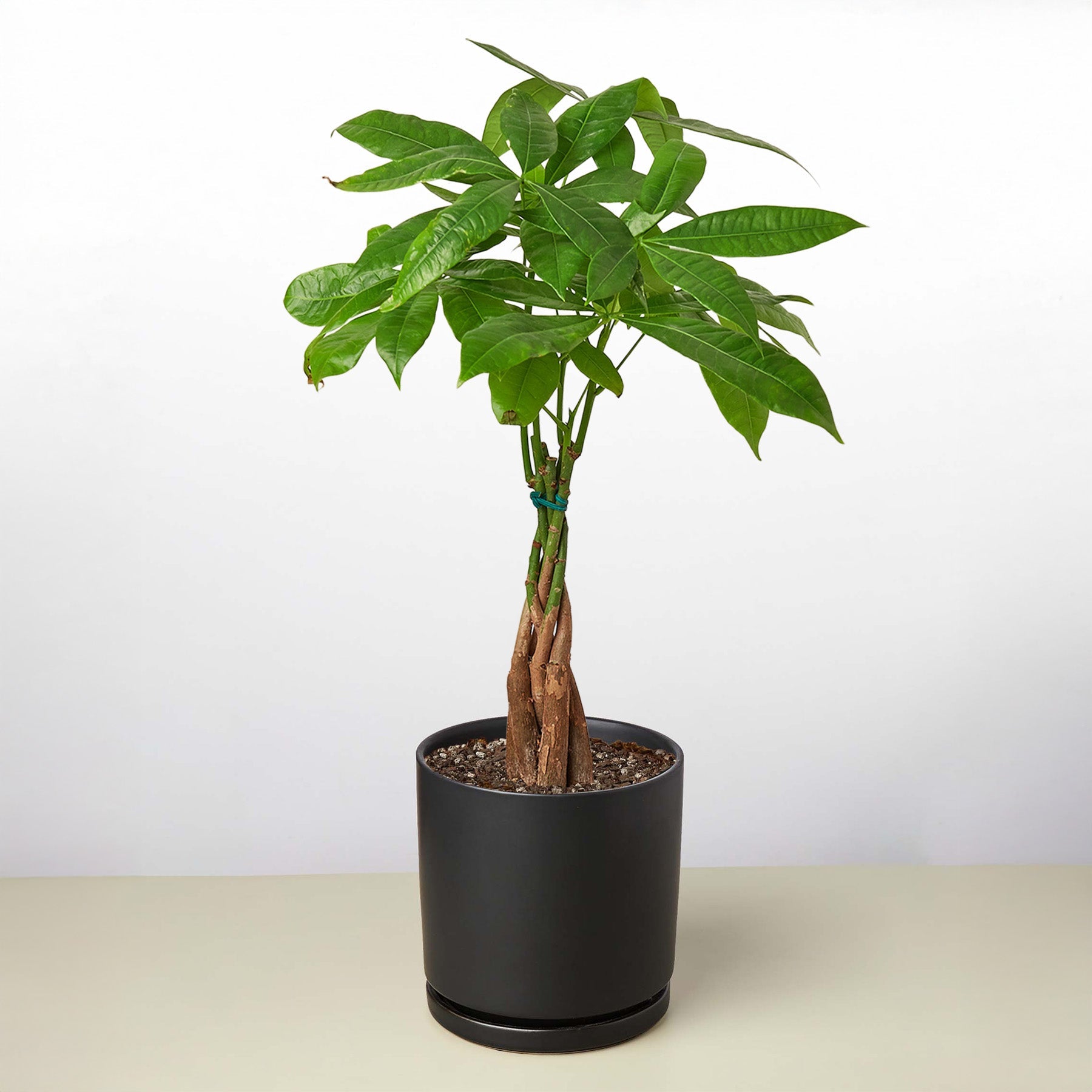 Money Tree 'Guiana Chestnut' | Pachira aquatica