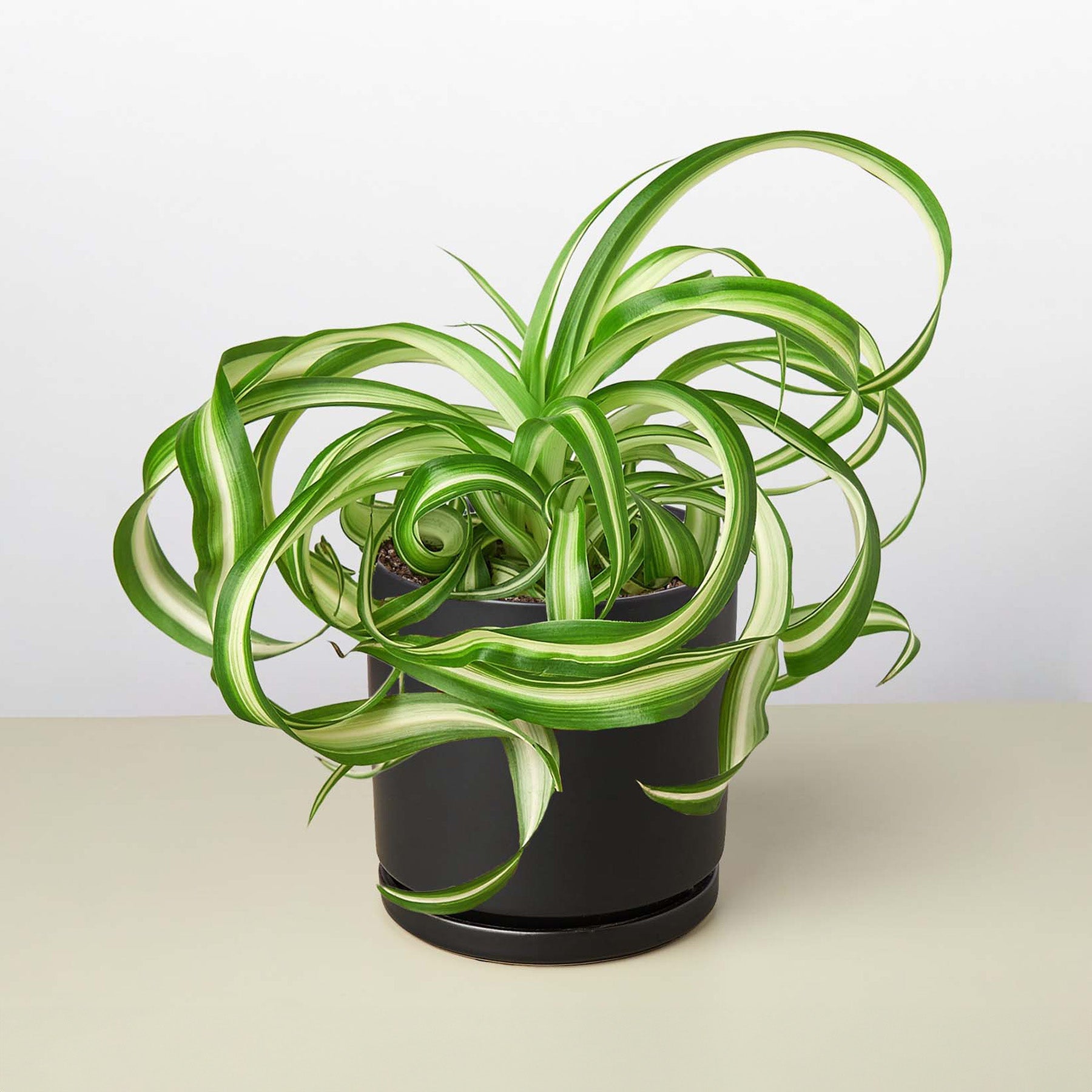 Spider Plant 'Bonnie' | Chlorophytum comosum 'Bonnie'