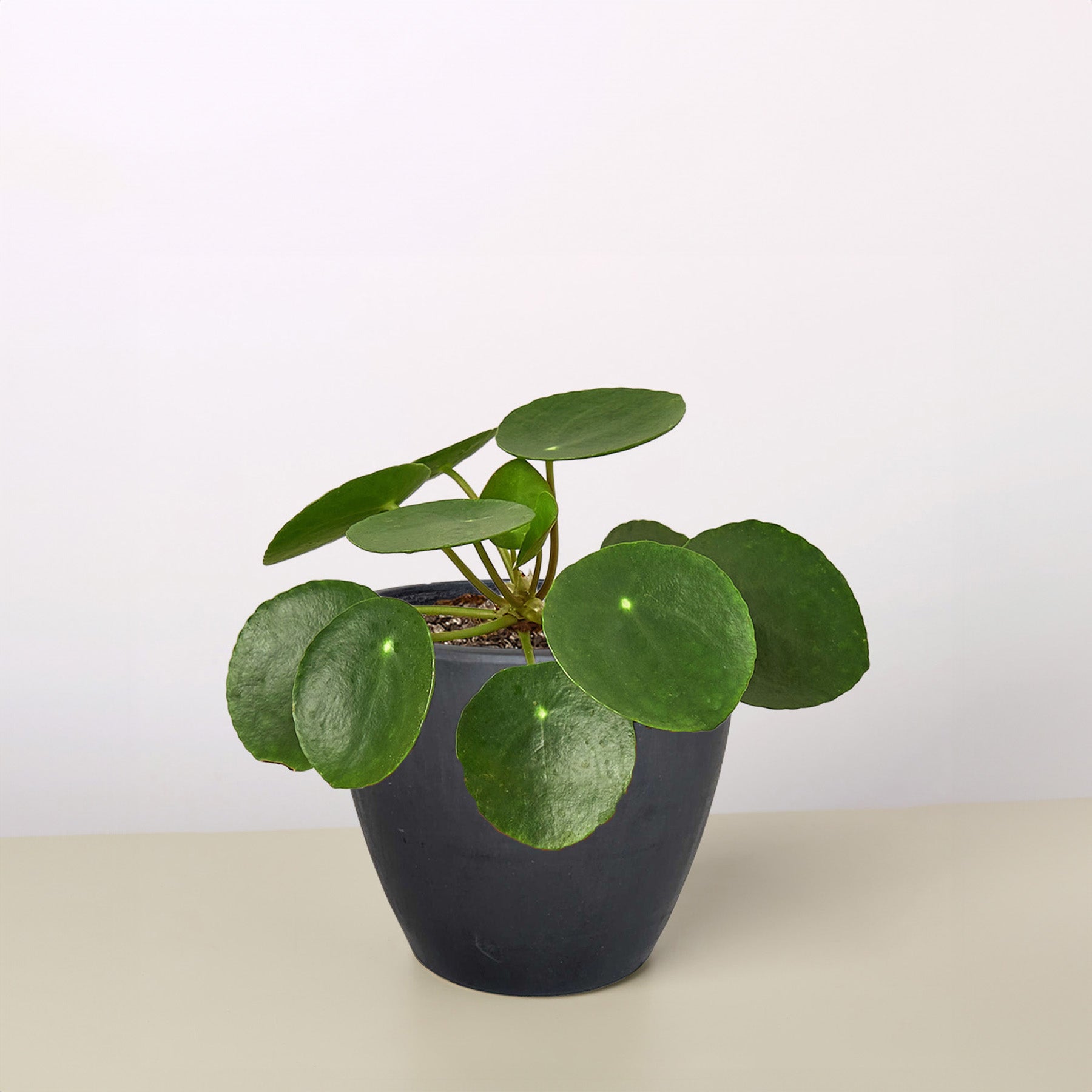 Pilea peperomioides 'Chinese Money' | Pilea peperomioides