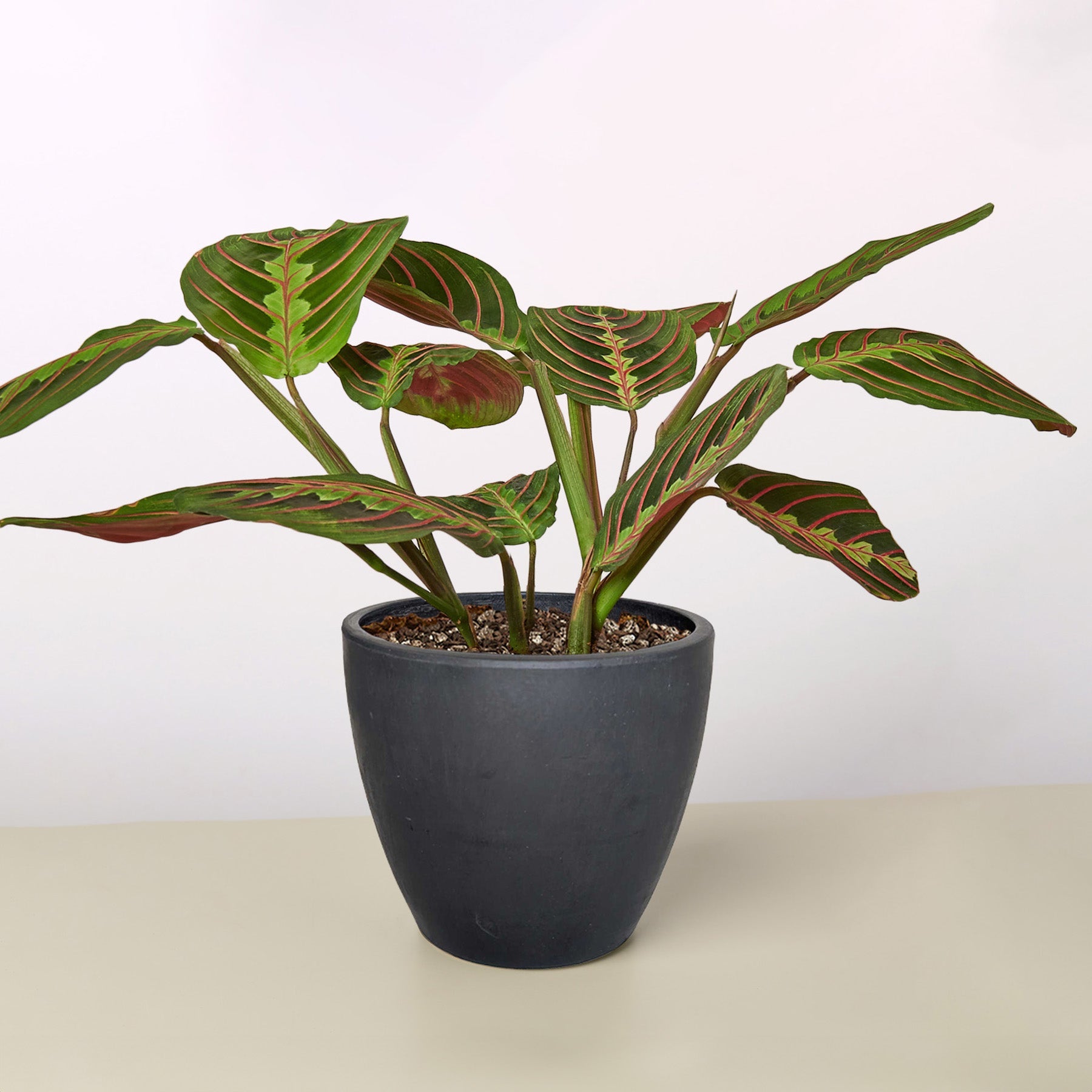 Maranta 'Red Prayer' | Maranta leuconeura var. erythroneura