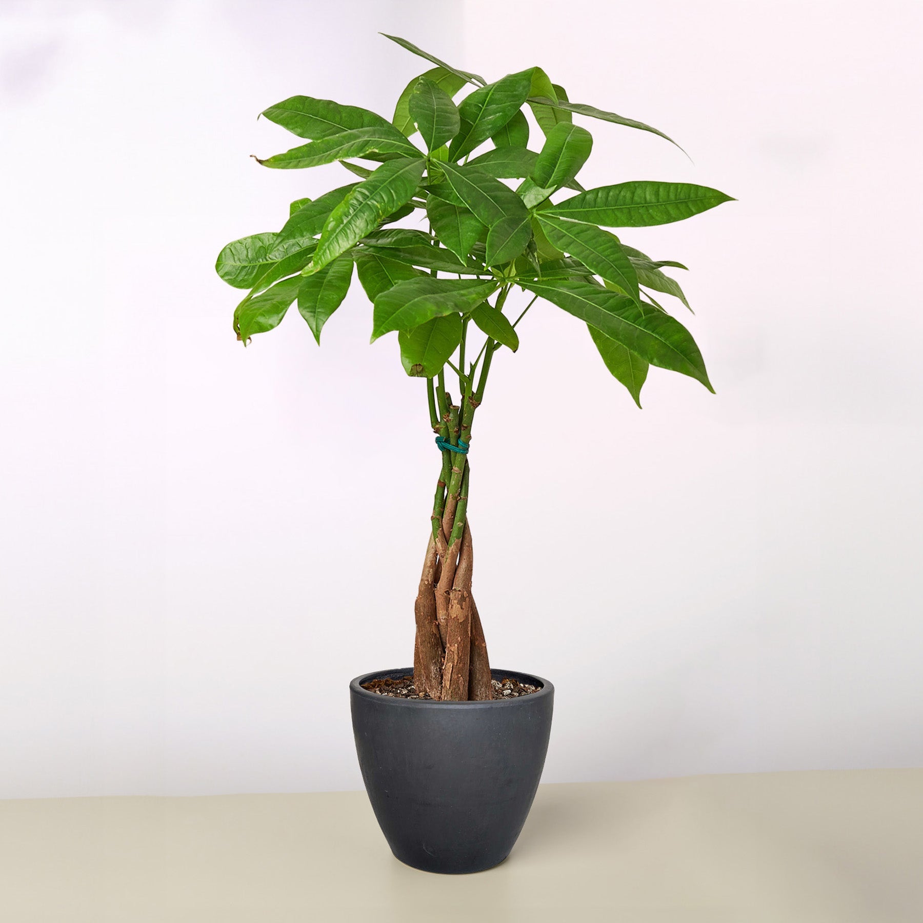 Money Tree 'Guiana Chestnut' | Pachira aquatica