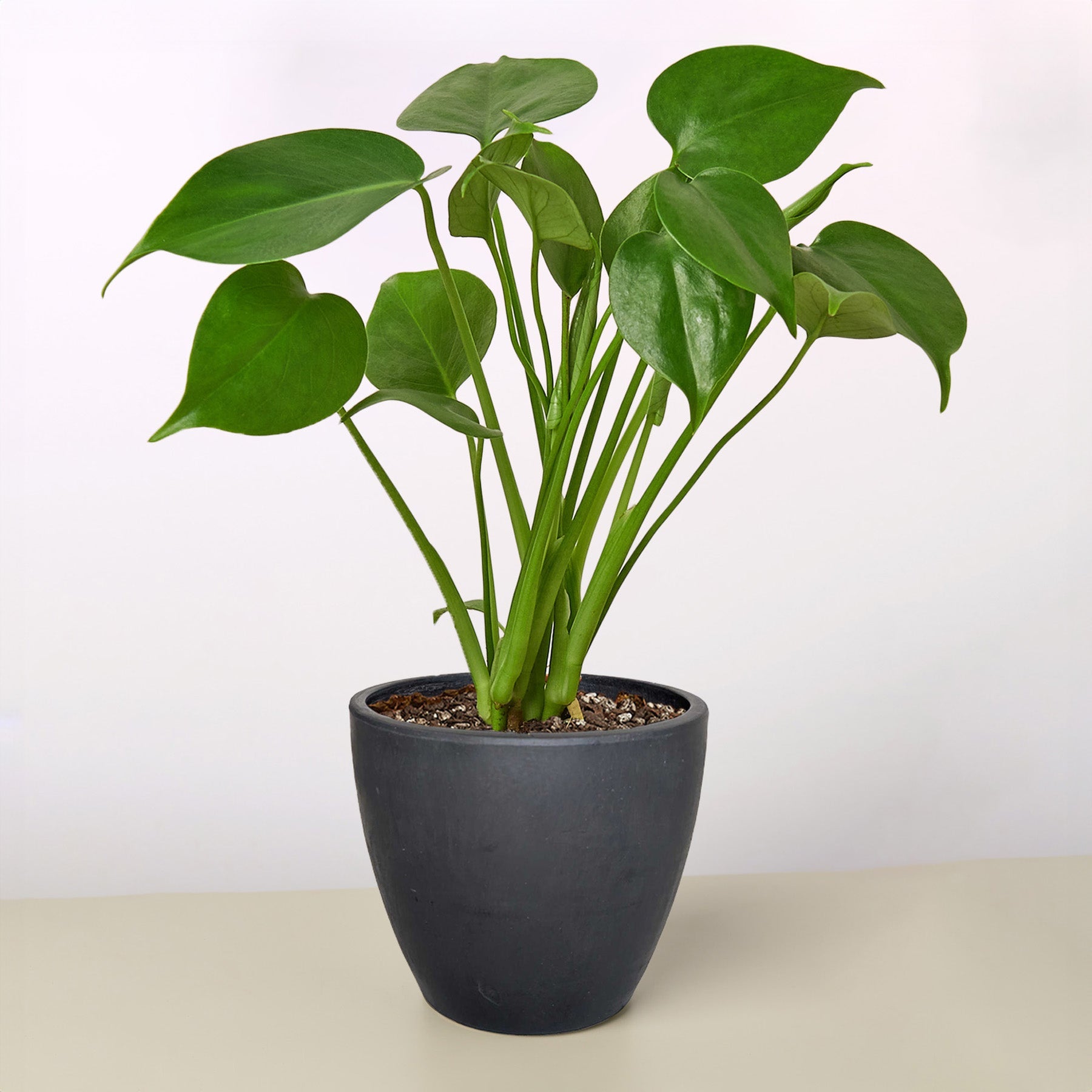 Monstera 'Split-Leaf' | Monstera deliciosa