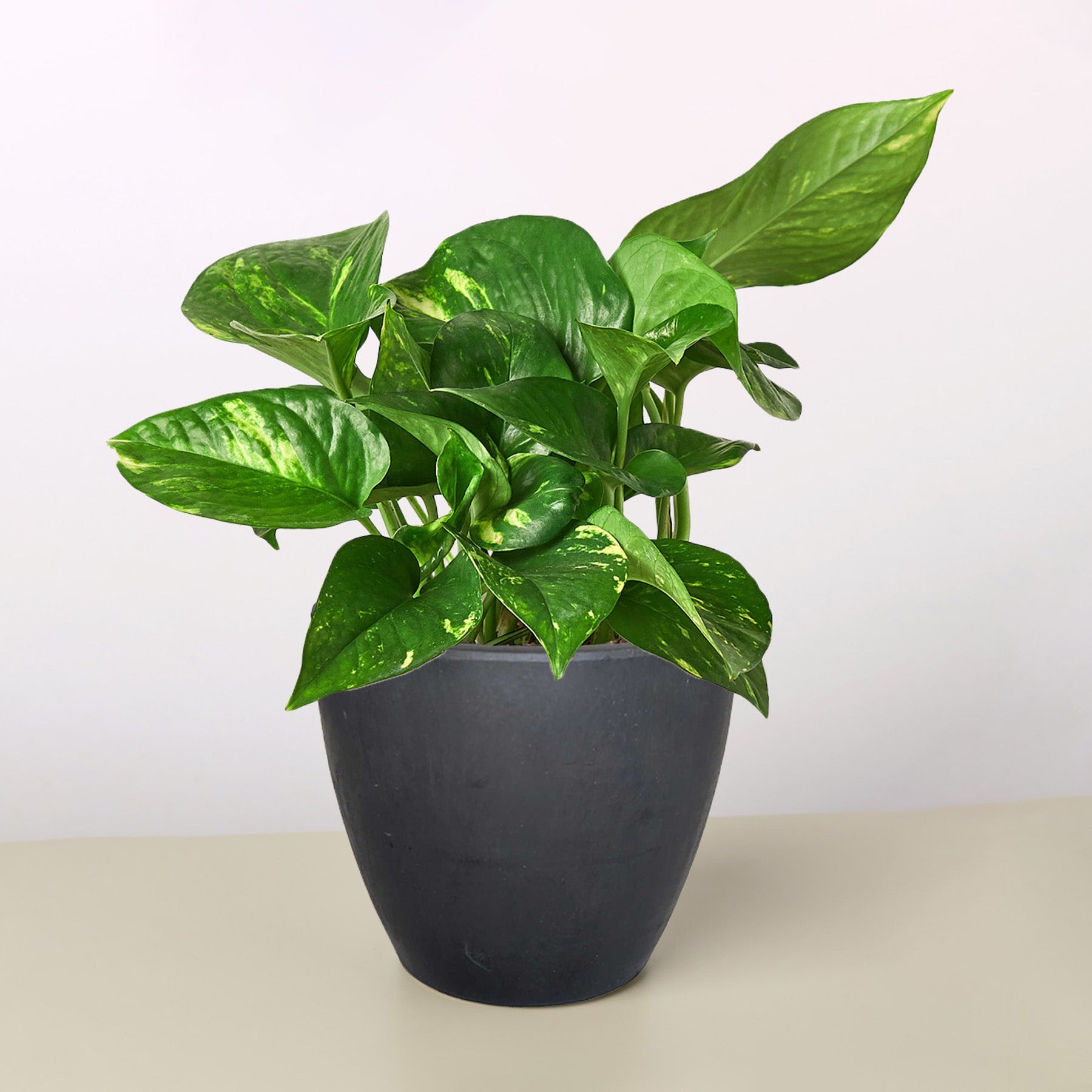 Pothos 'Golden' | Epipremnum aureum