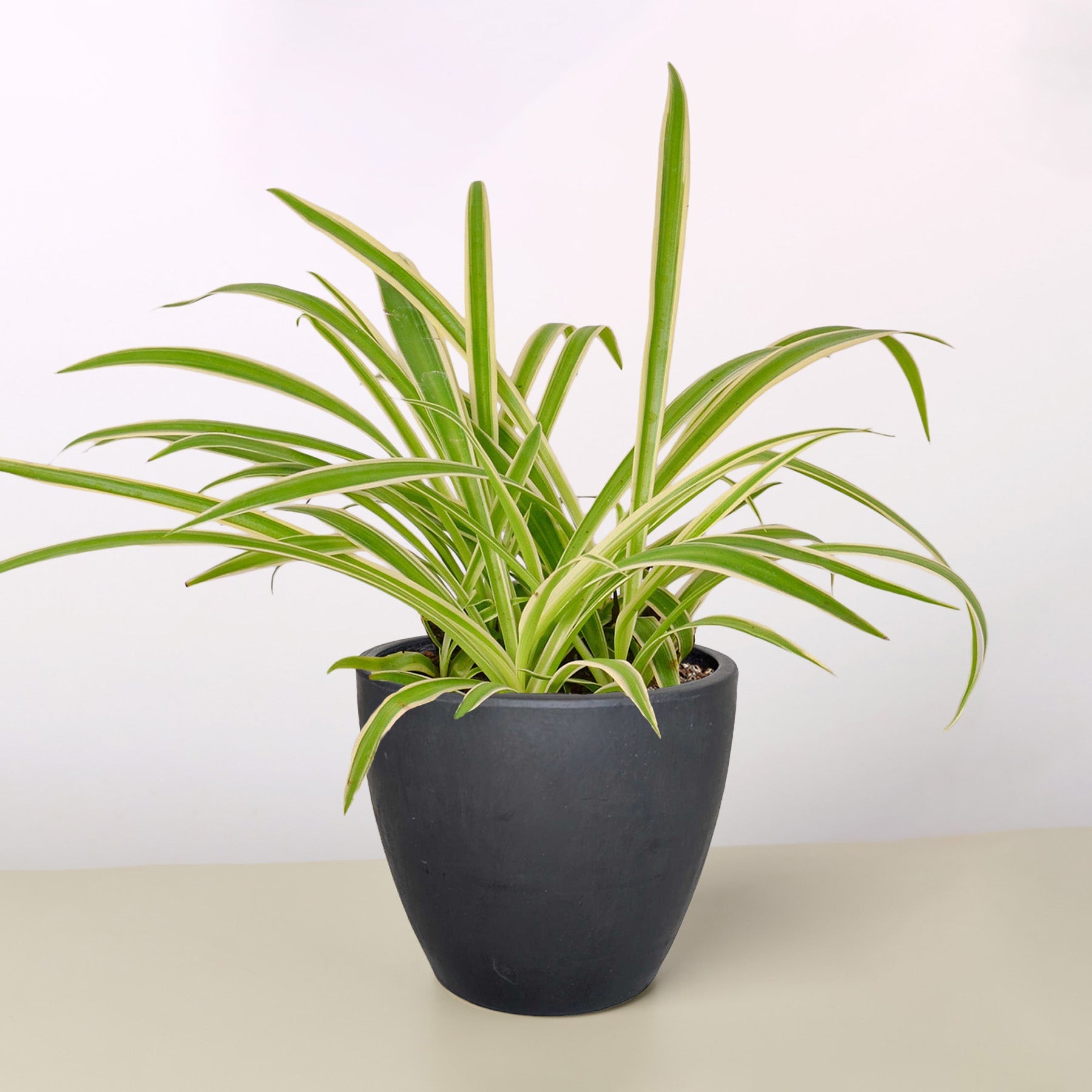 Spider Plant 'Reverse' | Chlorophytum comosum 'Variegatum'