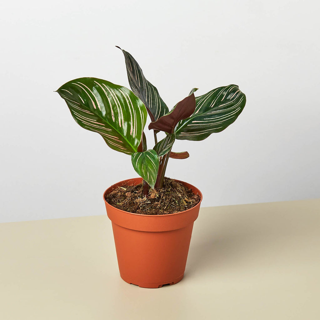 Calathea 'Ornata' | Goeppertia ornata