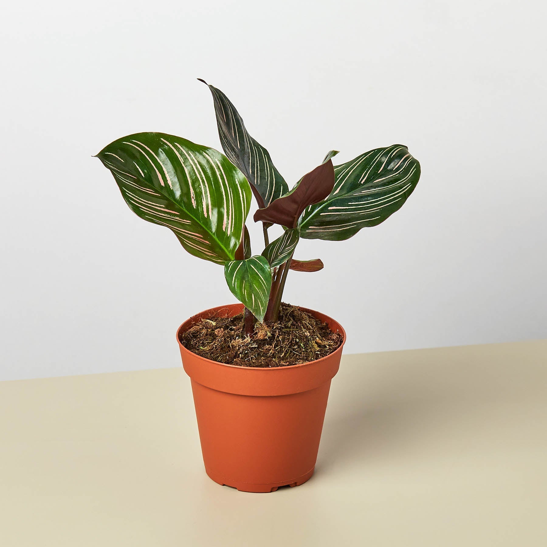 Calathea 'Ornata' | Goeppertia ornata