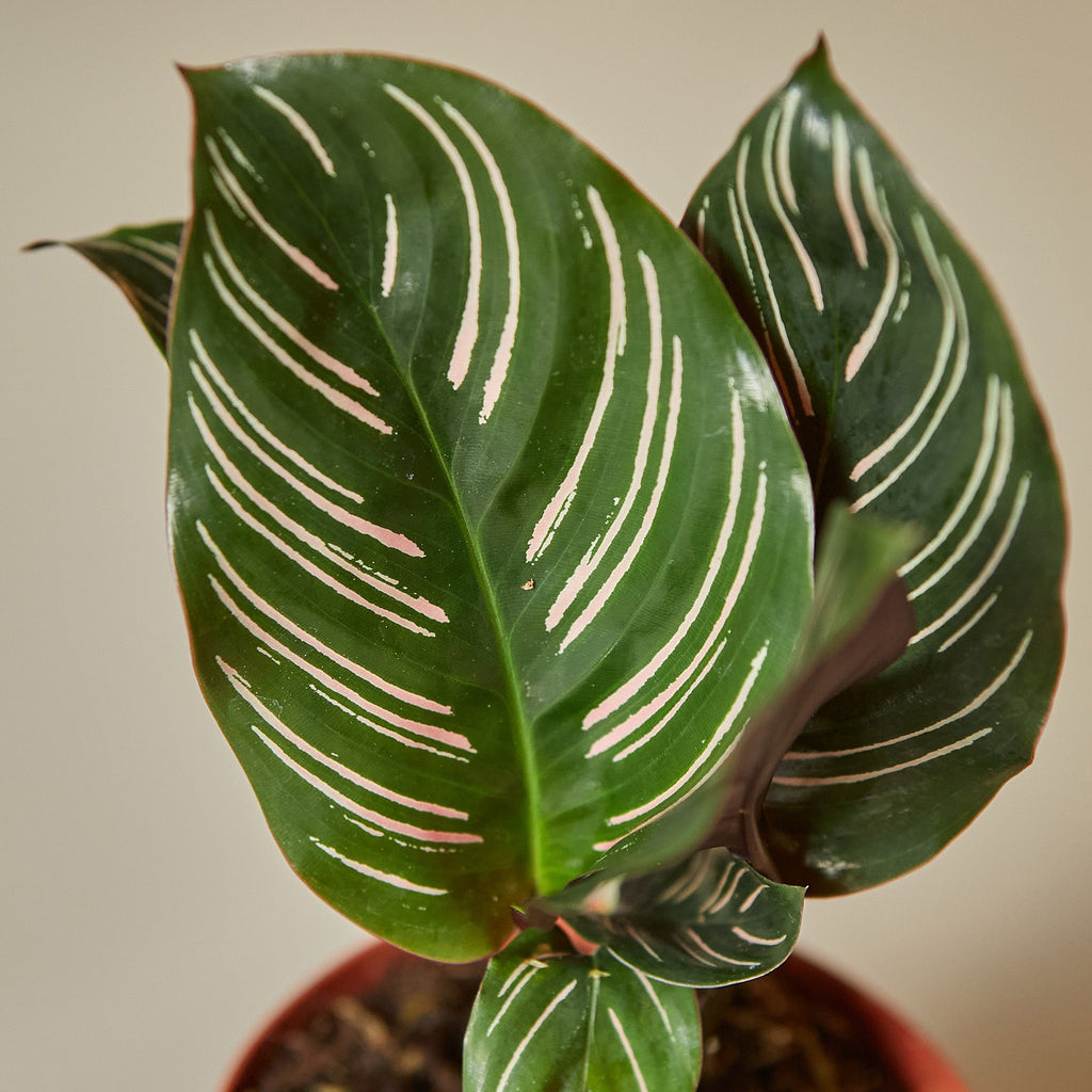 Calathea 'Ornata' | Goeppertia ornata