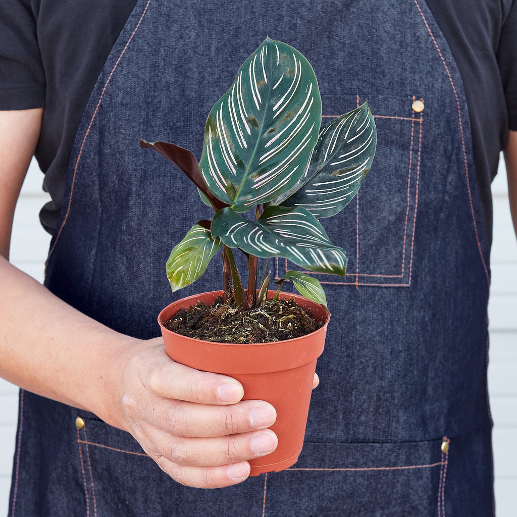 Calathea 'Ornata' | Goeppertia ornata