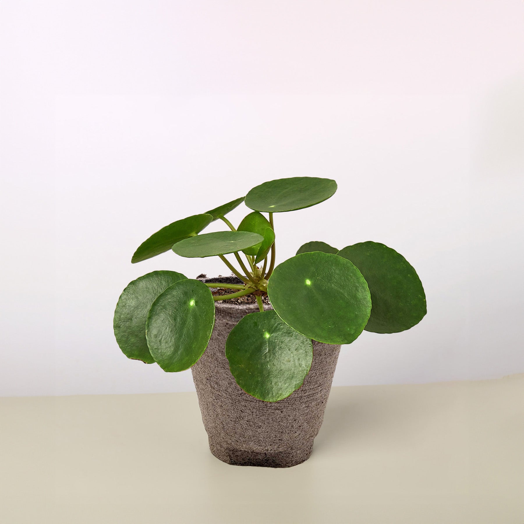 Pilea peperomioides 'Chinese Money' | Pilea peperomioides