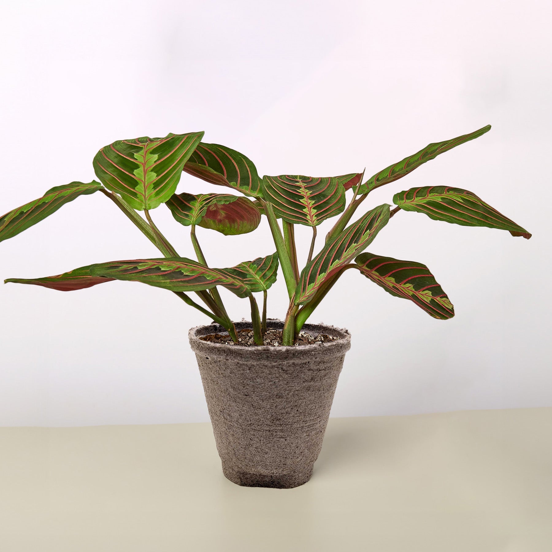 Maranta 'Red Prayer' | Maranta leuconeura var. erythroneura