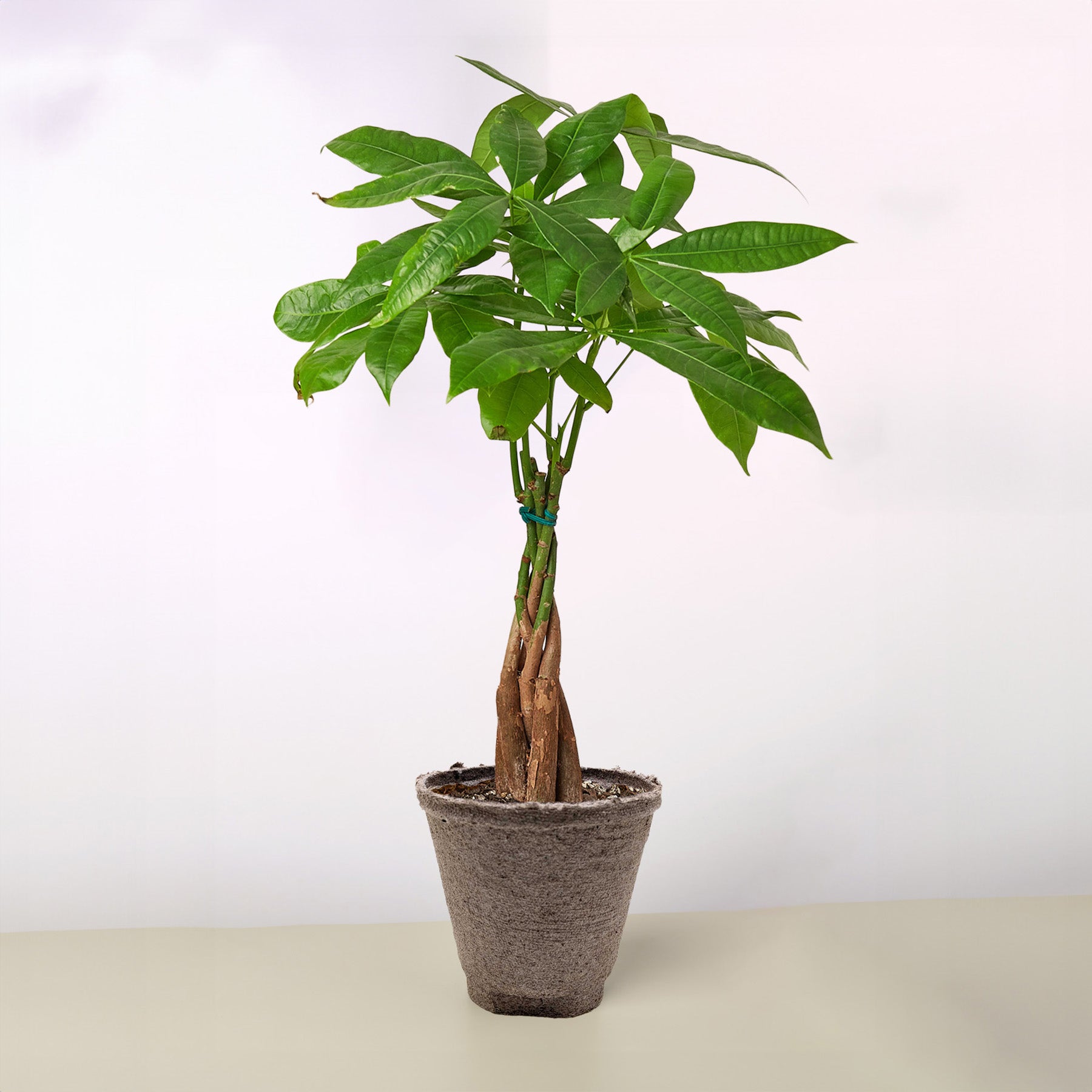 Money Tree 'Guiana Chestnut' | Pachira aquatica