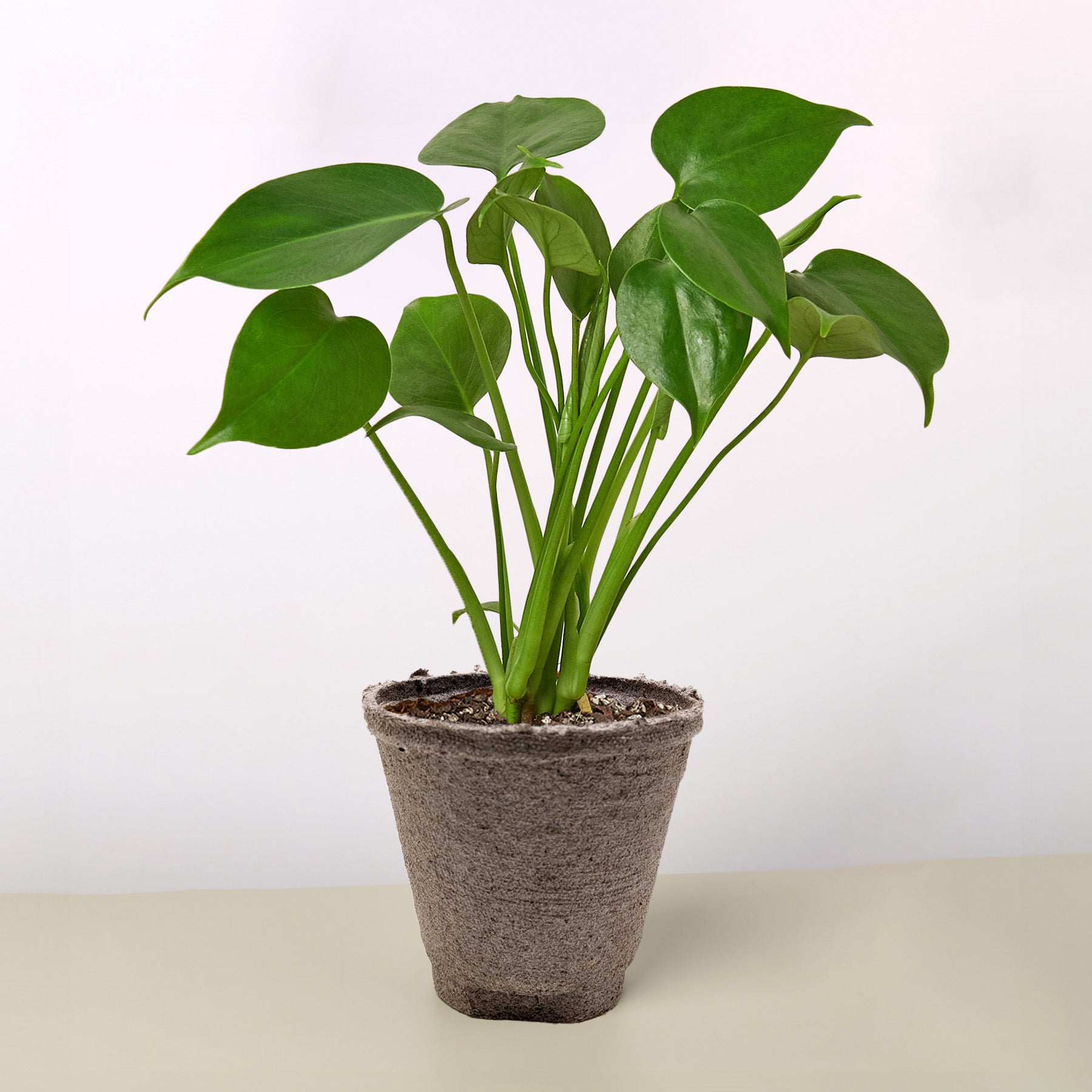 Monstera 'Split-Leaf' | Monstera deliciosa