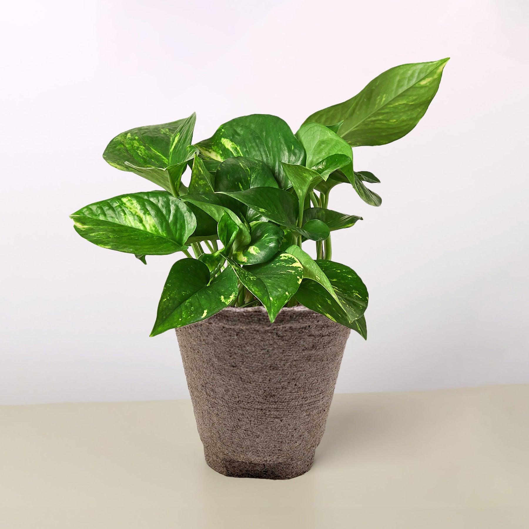 Pothos 'Golden' | Epipremnum aureum