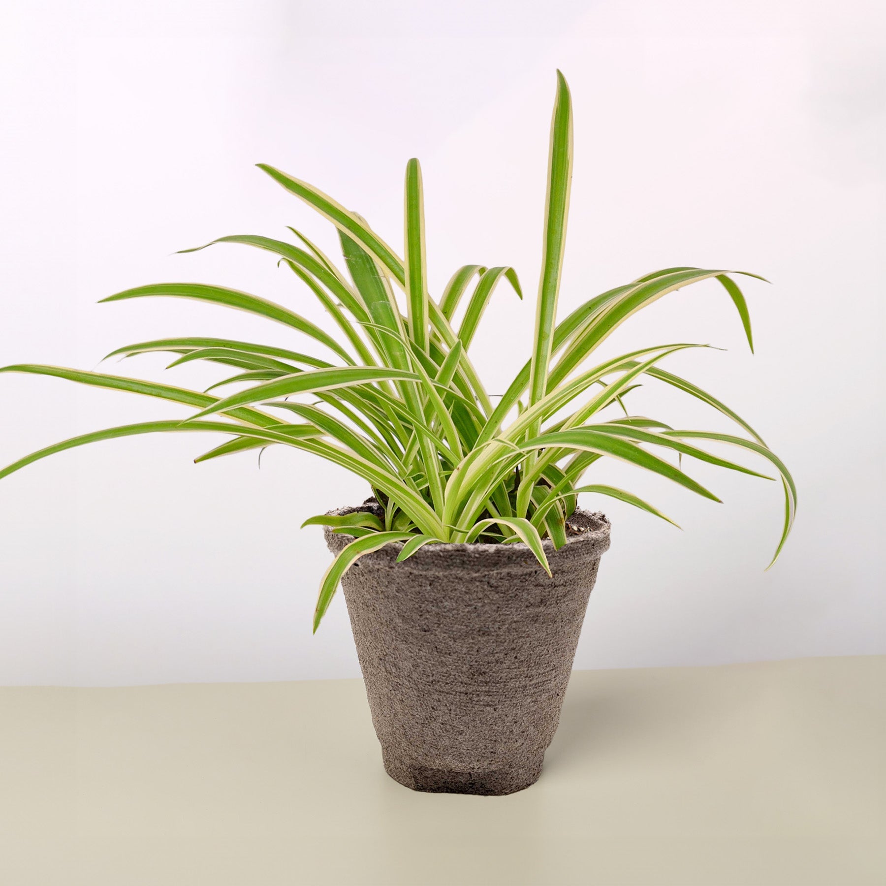 Spider Plant 'Reverse' | Chlorophytum comosum 'Variegatum'