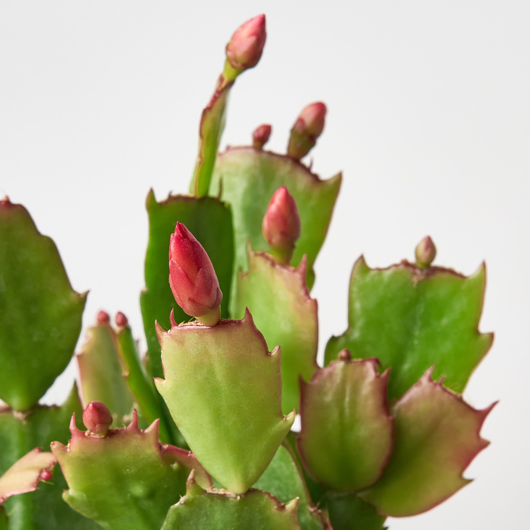 Christmas Cactus | Schlumbergera truncata