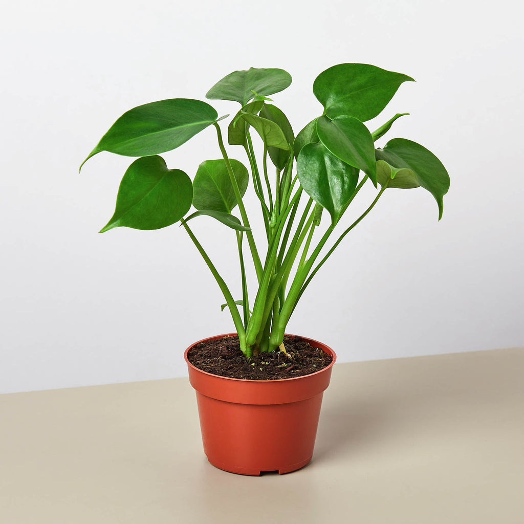 Monstera 'Split-Leaf' | Monstera deliciosa