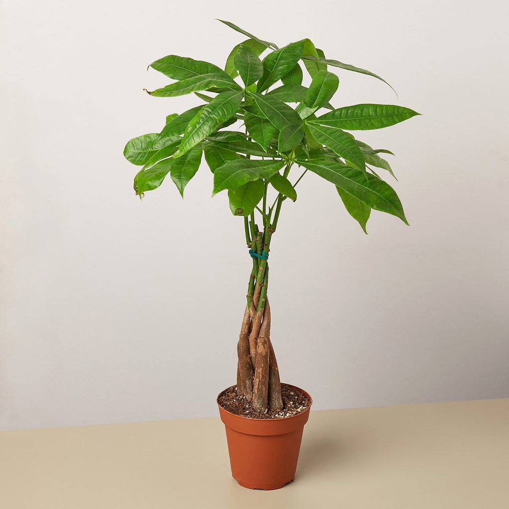 Money Tree 'Guiana Chestnut' | Pachira aquatica