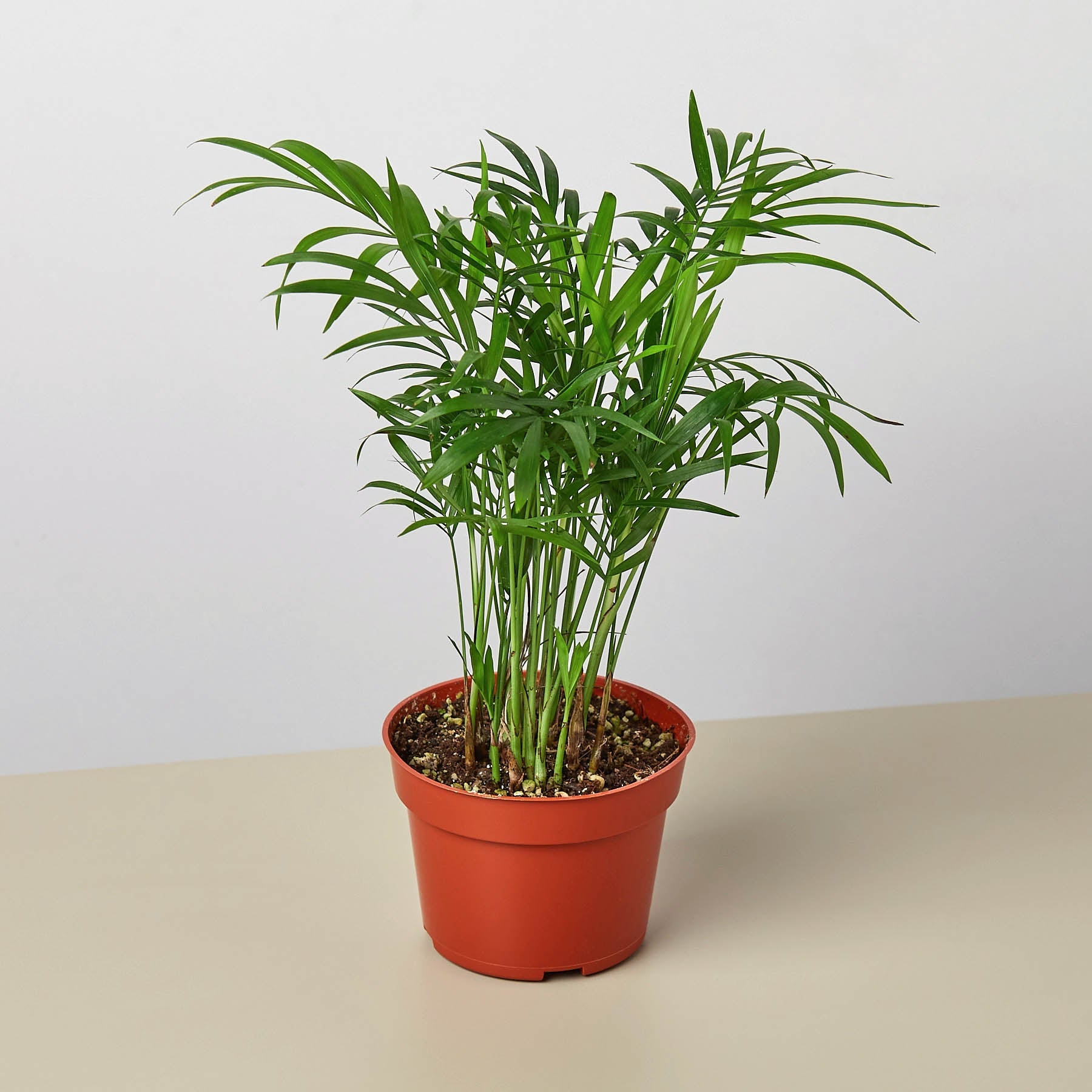 Parlor Palm | Chamaedorea elegans