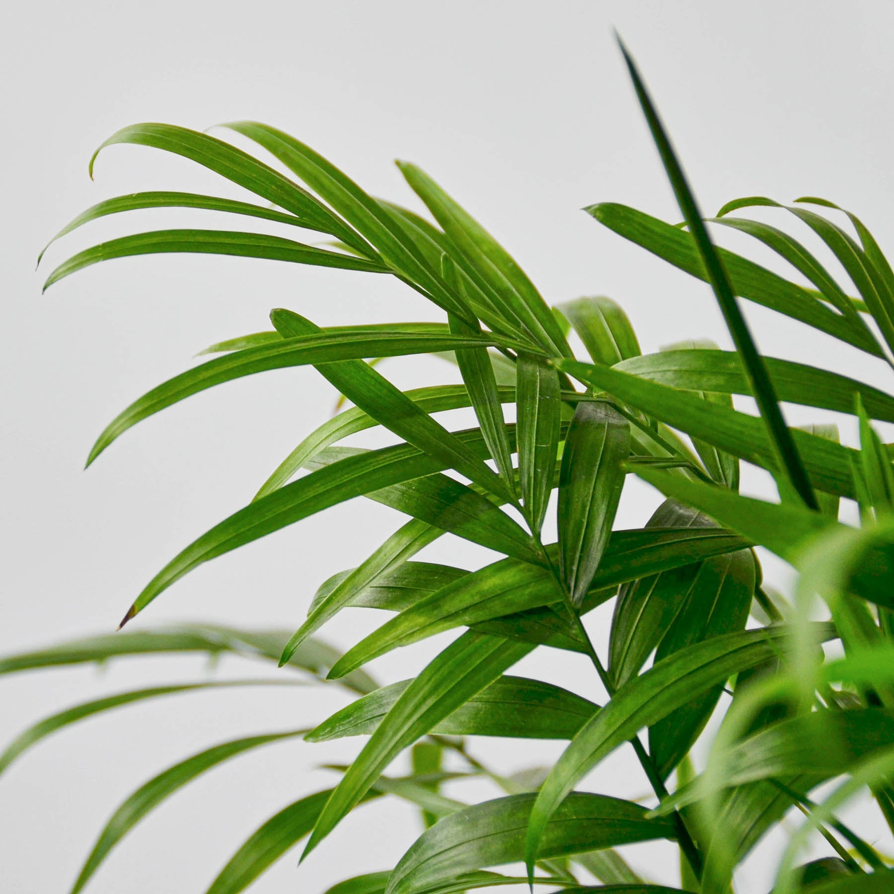 Parlor Palm | Chamaedorea elegans