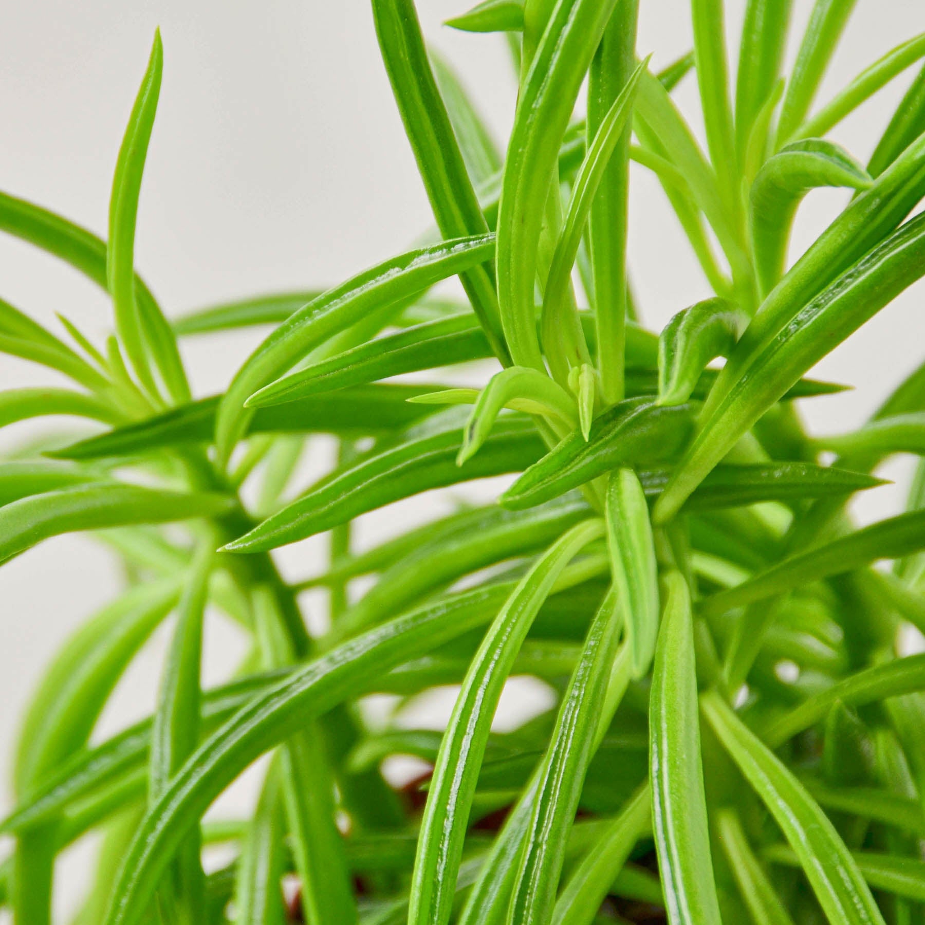 Peperomia 'Green Bean' | Peperomia ferreyrae