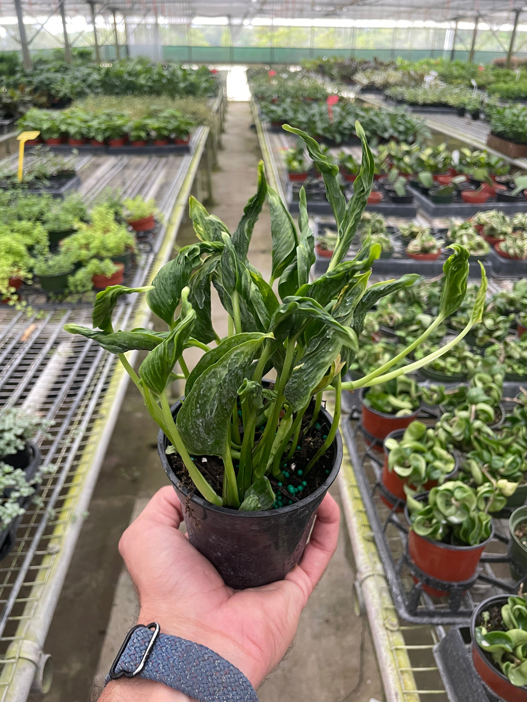 Pothos 'Shangri La' | Epipremnum aureum 'Shangri La'