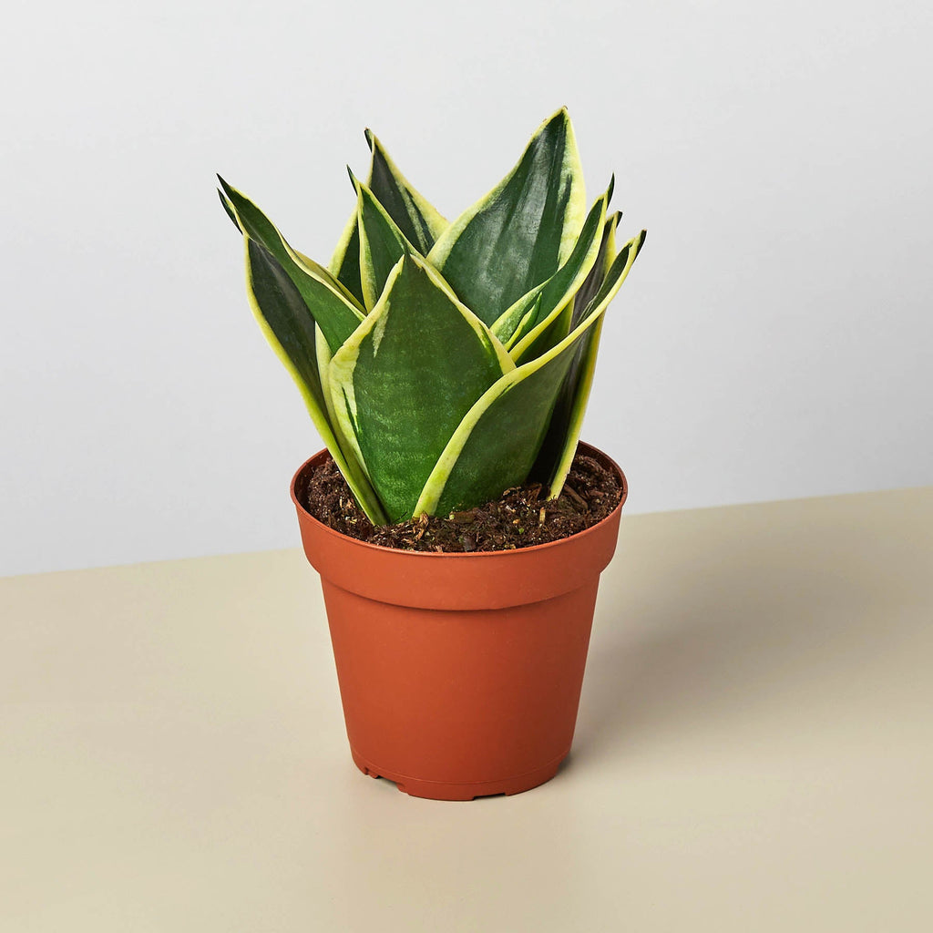 Snake Plant 'Black Gold' | Sansevieria trifasciata 'Black Gold'