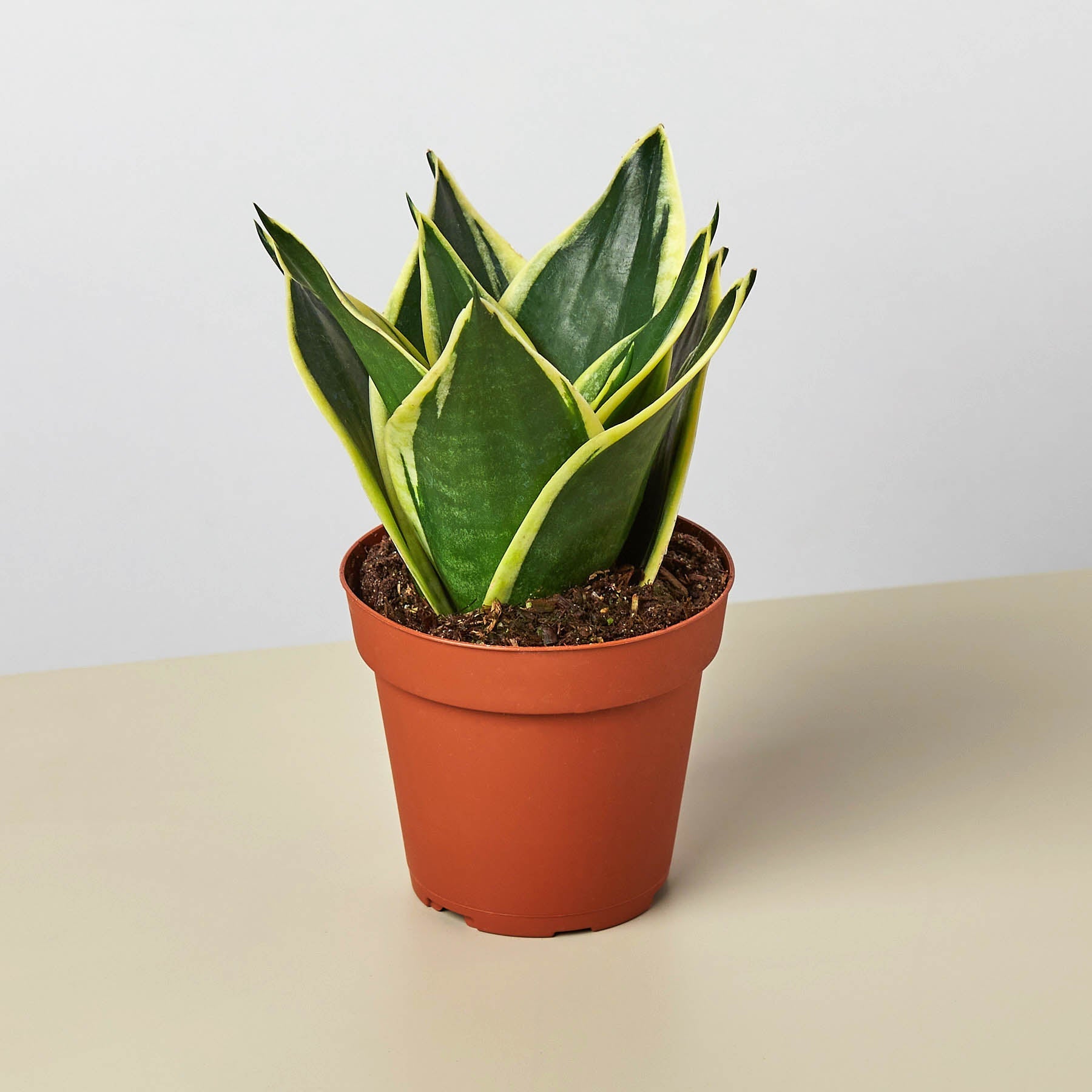 Snake Plant 'Black Gold' | Sansevieria trifasciata 'Black Gold'